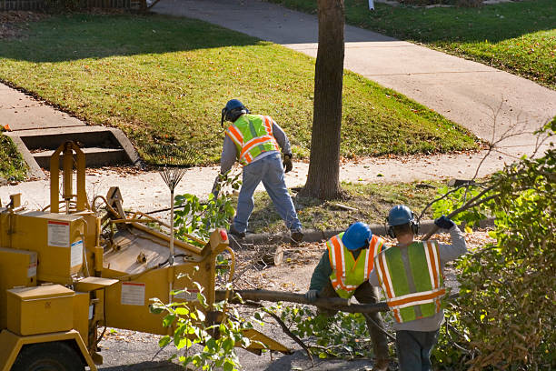 Best Hazardous Tree Removal  in Lakeland Village, CA